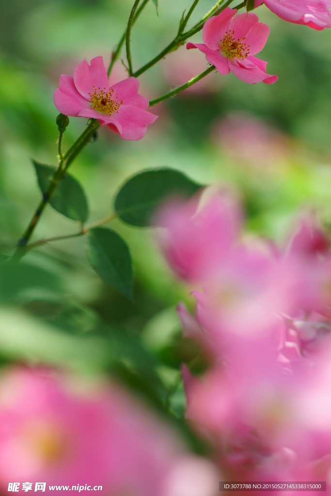 夏日的花朵