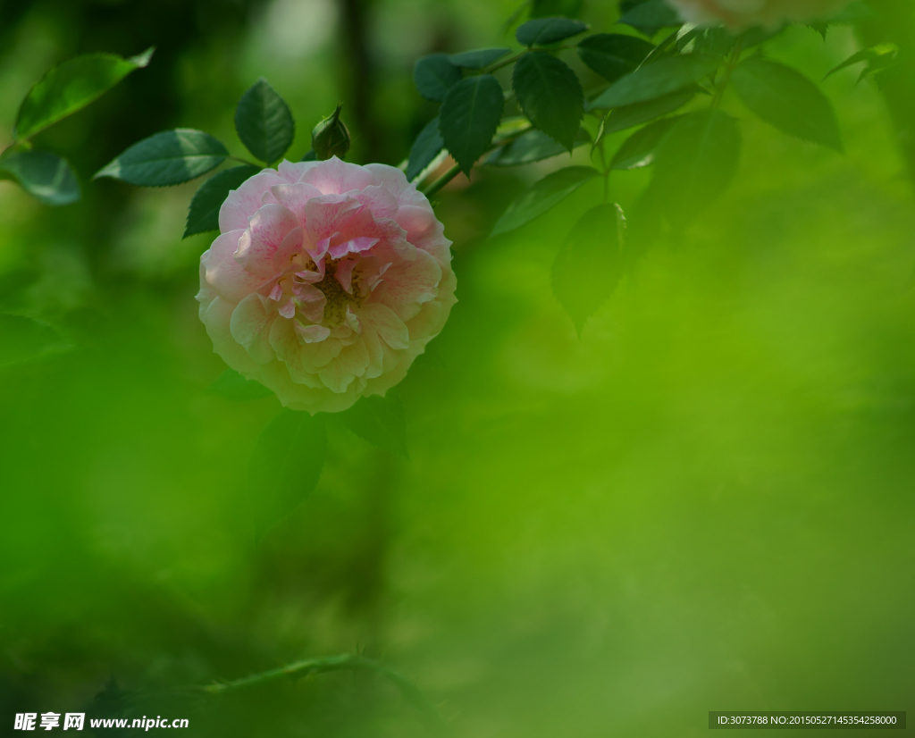 月季花