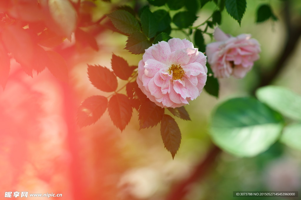 月季花