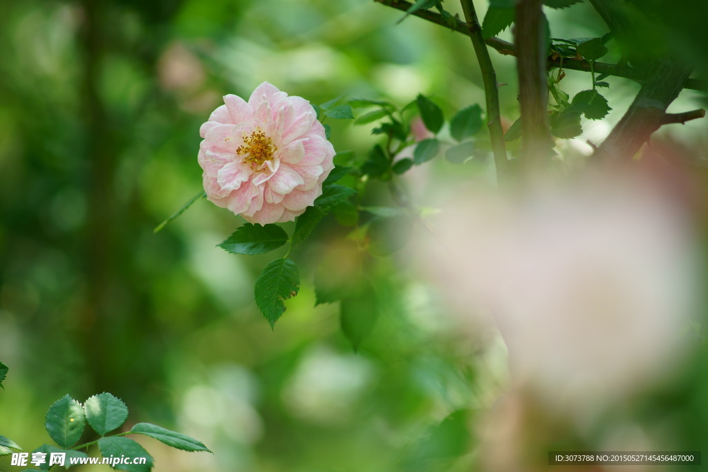 月季花