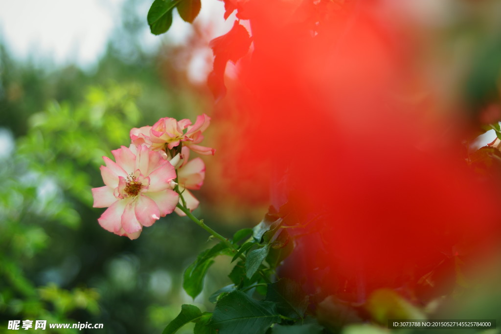 月季花