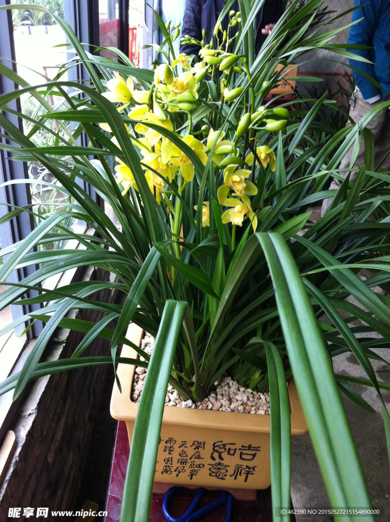 兰花