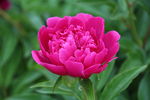 芍药花