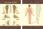 人体经络图 足底反射区图