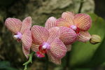 花儿