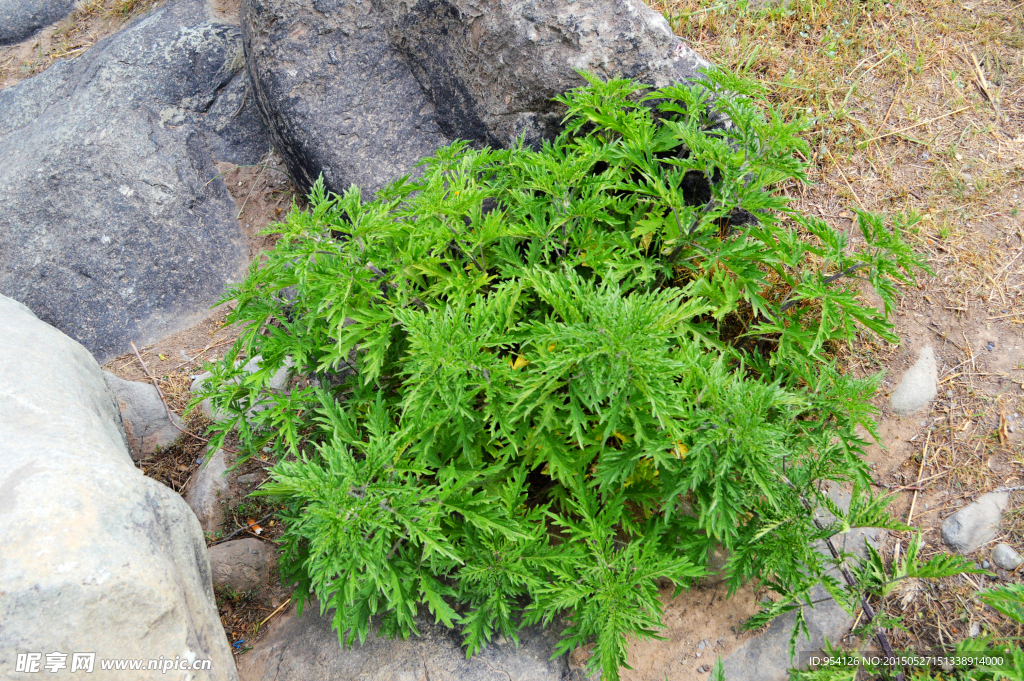 贺兰山 植物