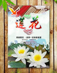莲花海报