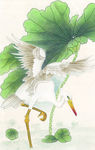 荷花白鹭
