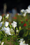 月季花蕾