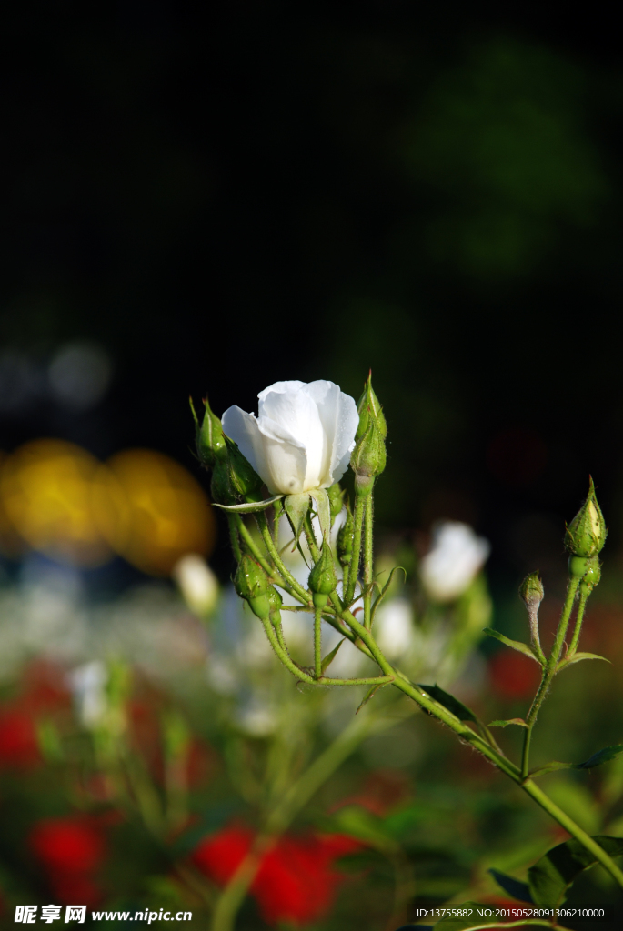 月季花蕾