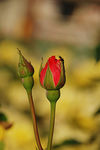 月季花蕾