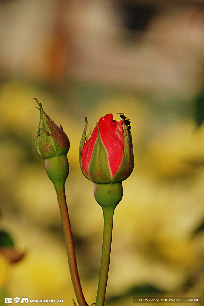 月季花蕾