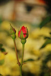 月季花蕾
