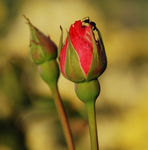 月季花蕾