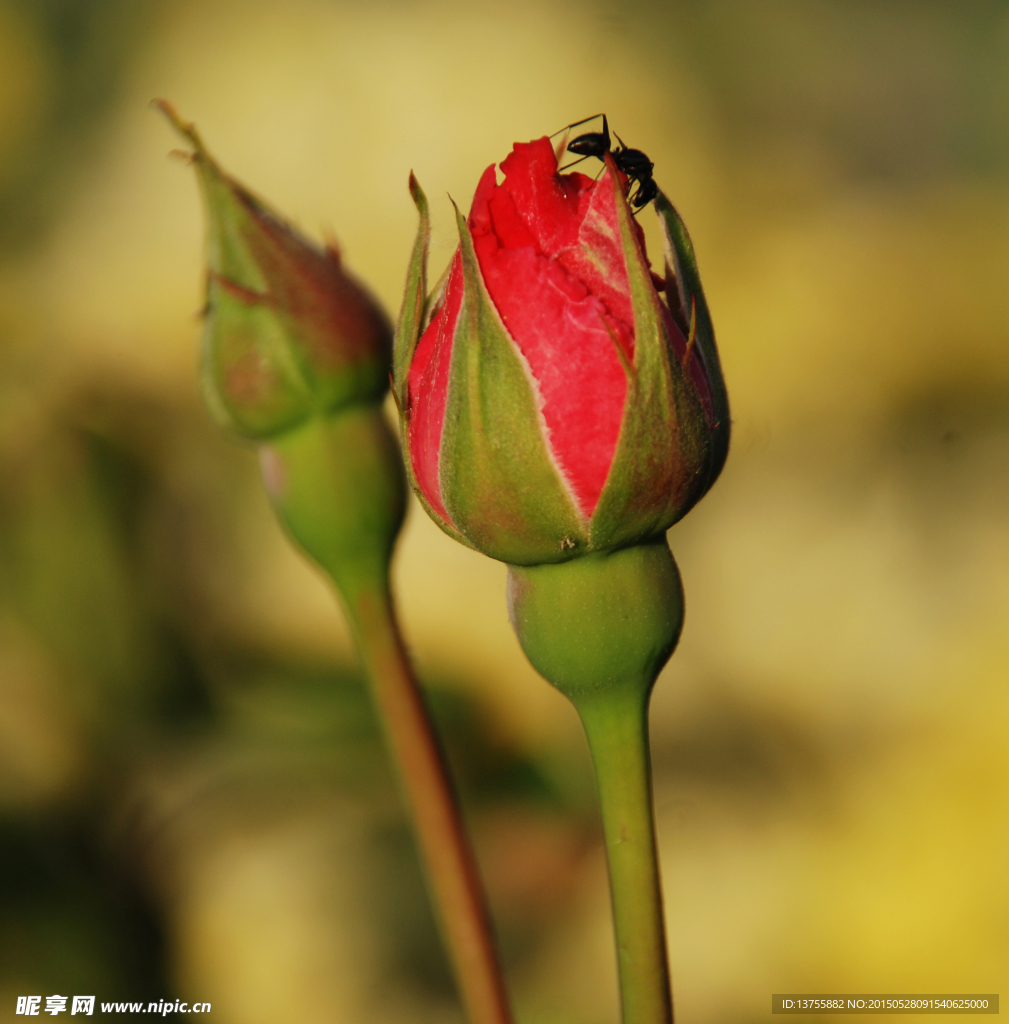 月季花蕾