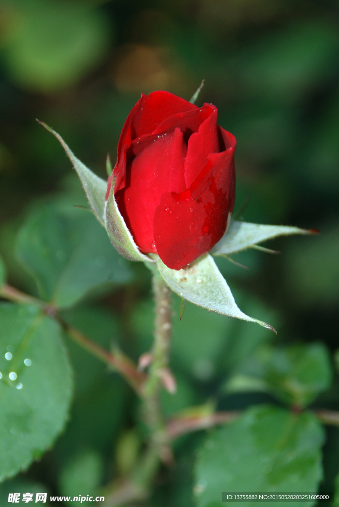 月季花蕾