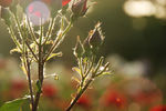 月季花蕾
