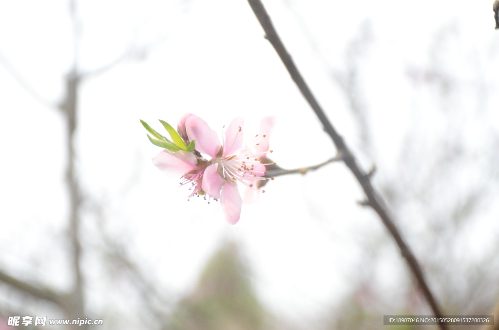 桃花