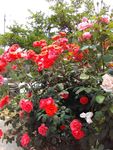 月季花