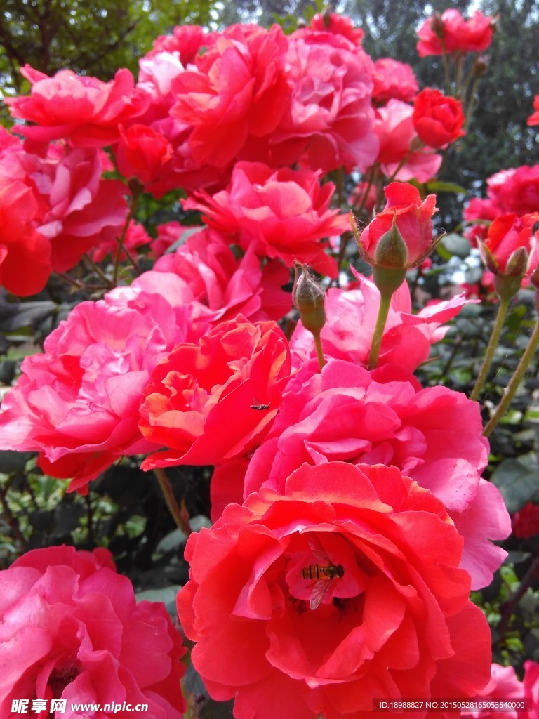 月季花