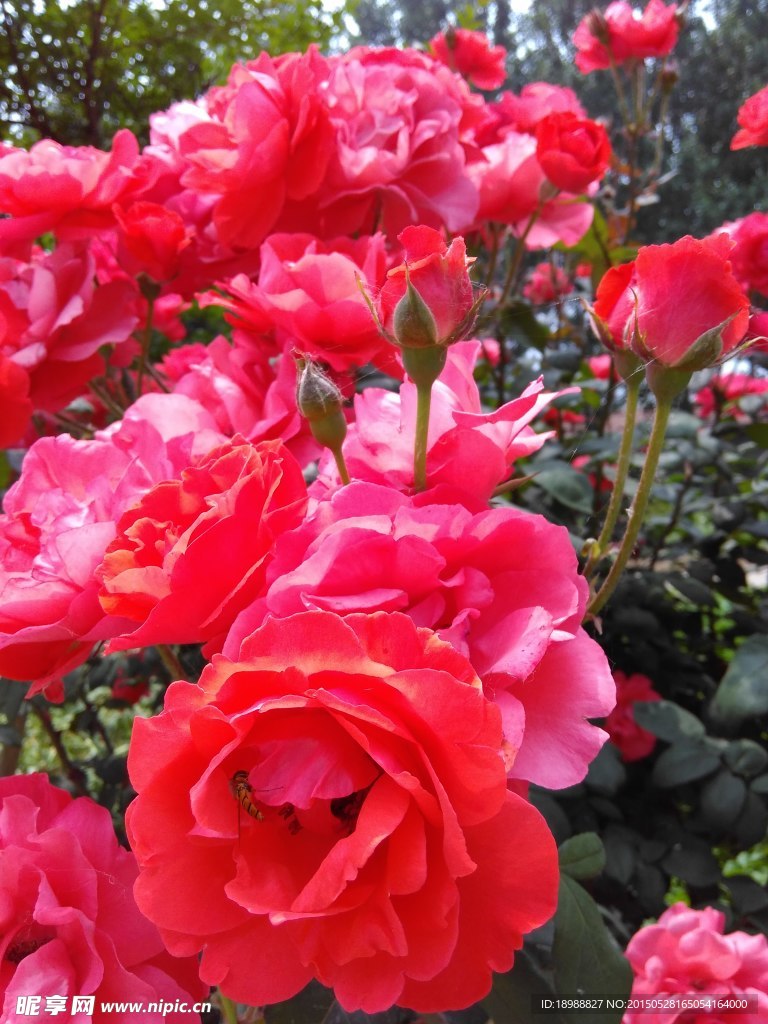 月季花