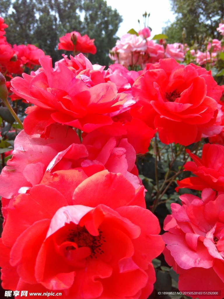 月季花