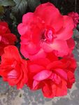 月季花