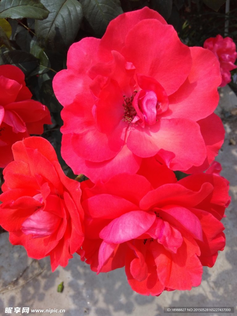 月季花