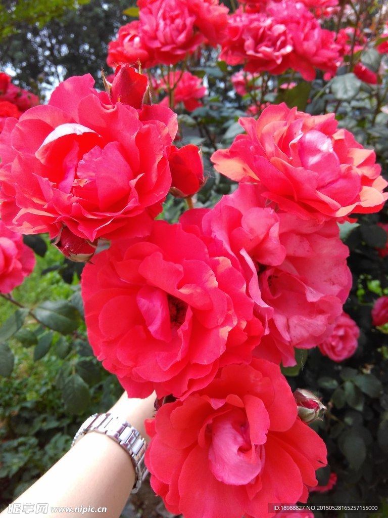 月季花