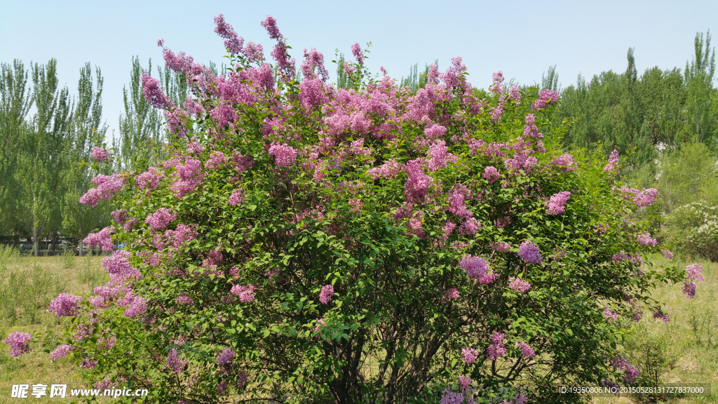 盛开的紫色丁香花