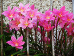 水仙花