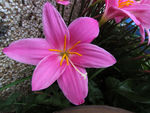 水仙花