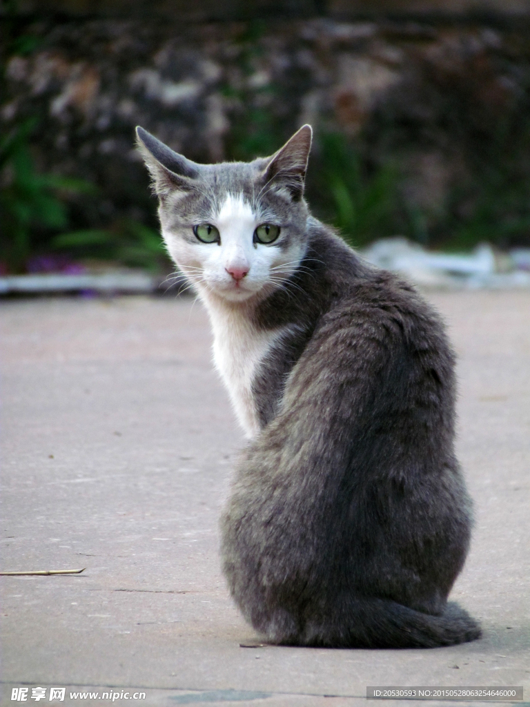 回头的猫