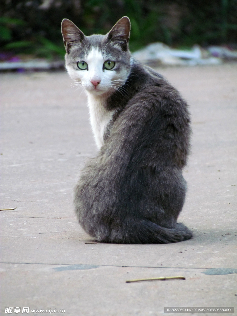 回头注视的猫