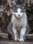 坐着的猫