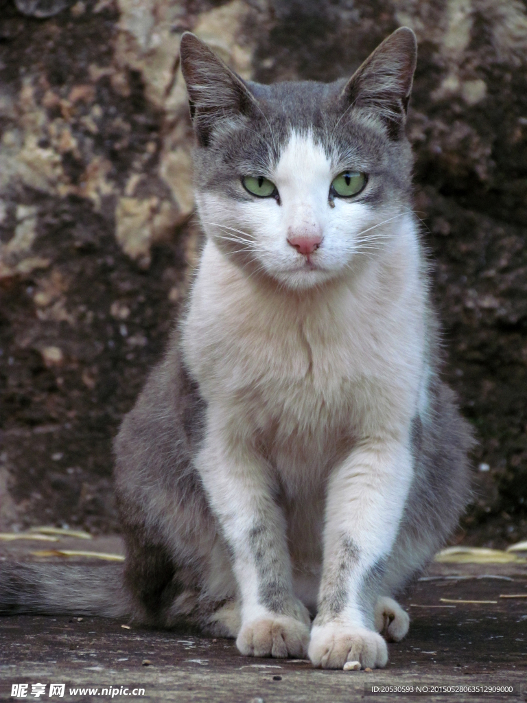 坐着的猫