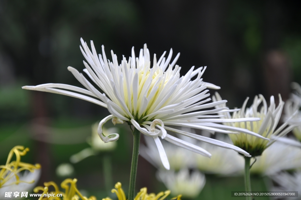 菊花