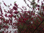 桃花 盛开 花开 美景 红色花 花卉 树枝