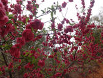 桃花 盛开 花开 美景 红色花 花卉 树枝