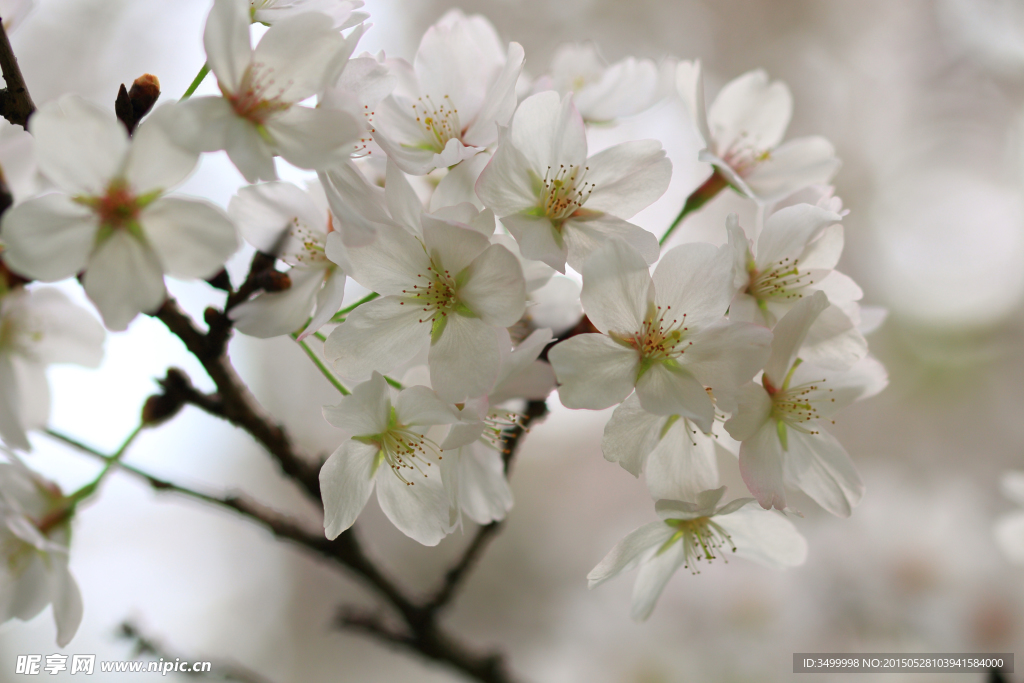 樱花