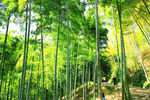 竹林