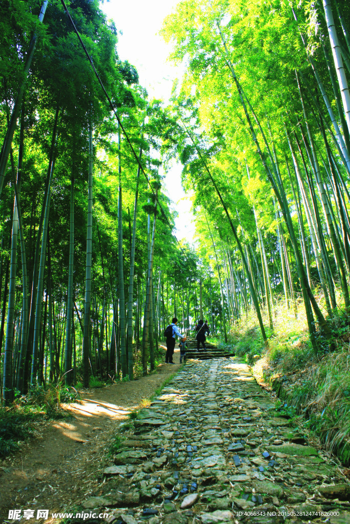 竹林