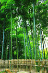 竹林 竹子