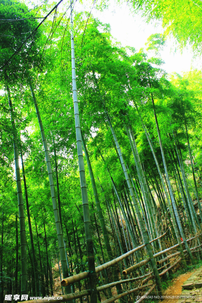 竹林