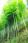 竹林