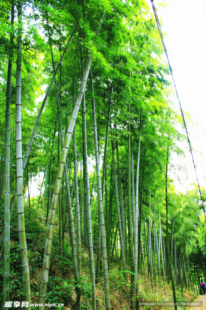 竹林