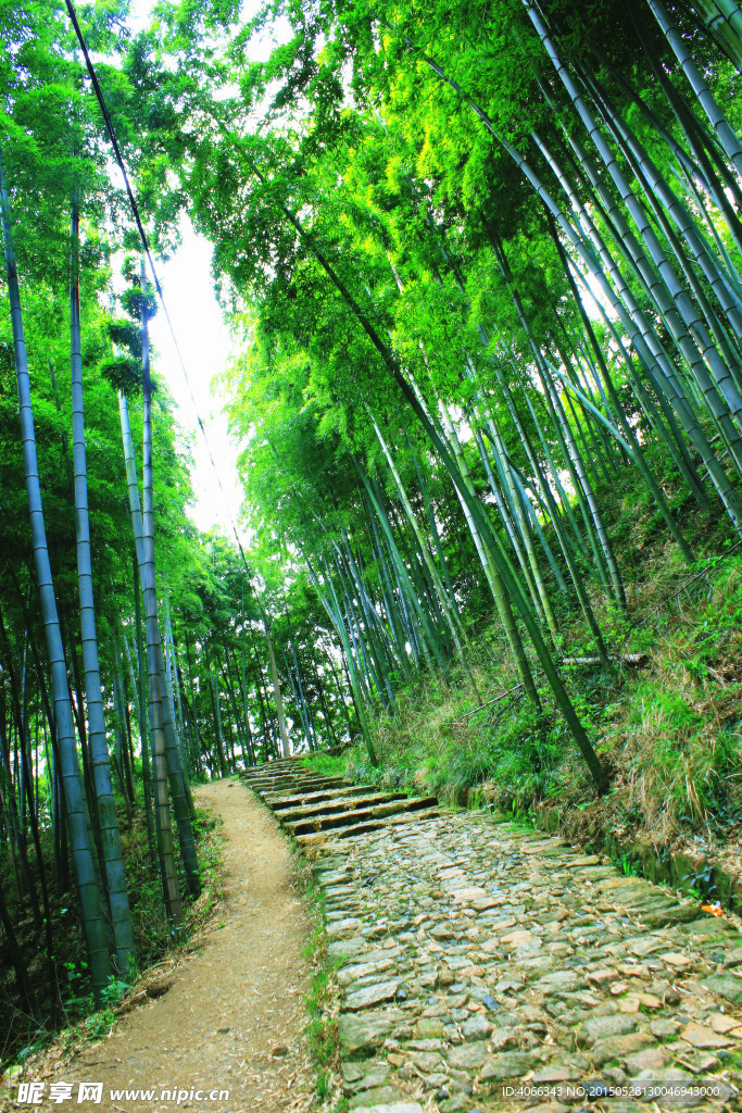 竹林