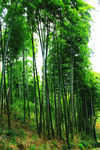 竹林