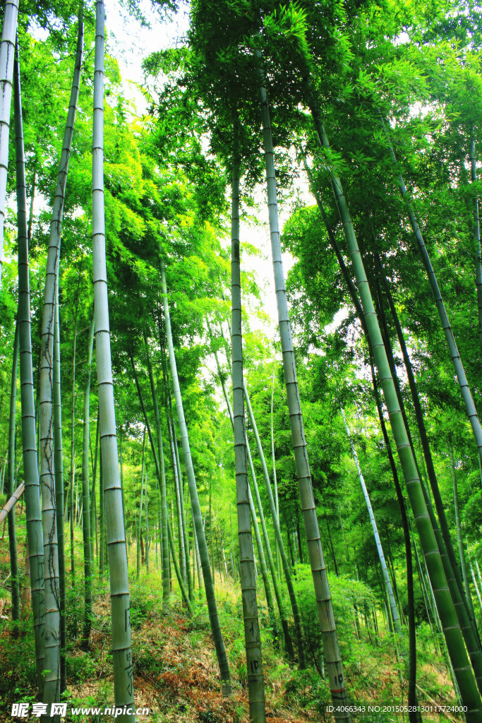 竹林