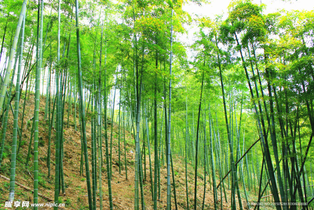 竹林